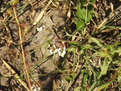Araujia angustifolia, photographed by Eduardo Luis Beltrocco