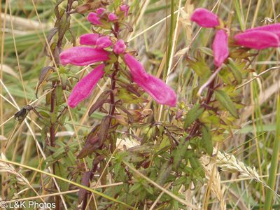 Lamourouxia virgata, photographed by lallen