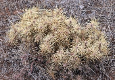 Cylindropuntia davisii, photographed by Catherine C. Galley
