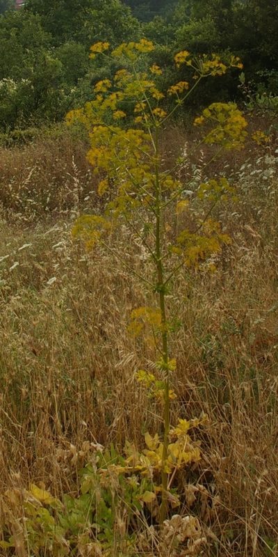 Opopanax hispidus, photographed by Zac Peterson