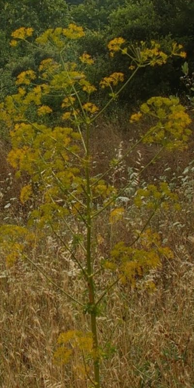 Opopanax hispidus, photographed by Zac Peterson