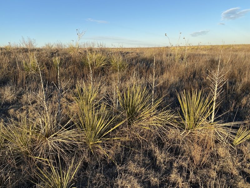 Yucca campestris, photographed by CK2AZ