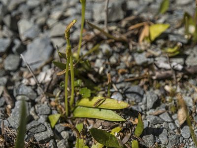 Ophioglossum coriaceum, photographed by Cara-Lisa Schloots