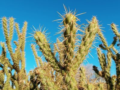 Cylindropuntia bernardina, photographed by Daniel S.