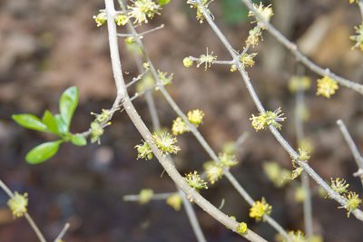Forestiera acuminata, photographed by Terry Woodward