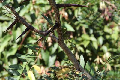 Gleditsia aquatica, photographed by Terry Woodward