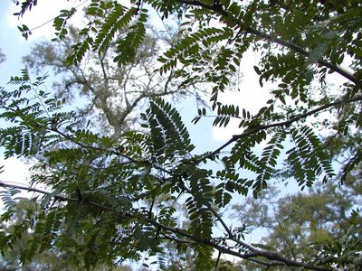 Gleditsia aquatica, photographed by Terry Woodward