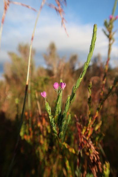 Comesperma retusum, photographed by Cowirrie