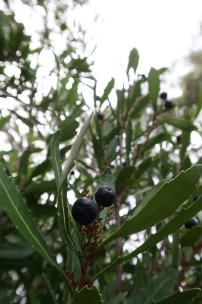 Cenarrhenes nitida, photographed by Cowirrie