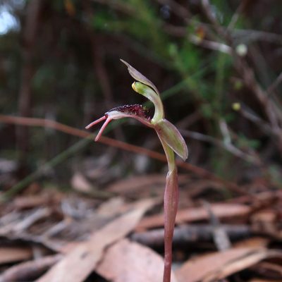 Chiloglottis reflexa, photographed by Cowirrie