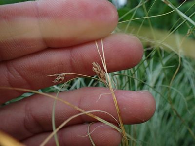 Carex comans, photographed by Penelope Noel Gillette