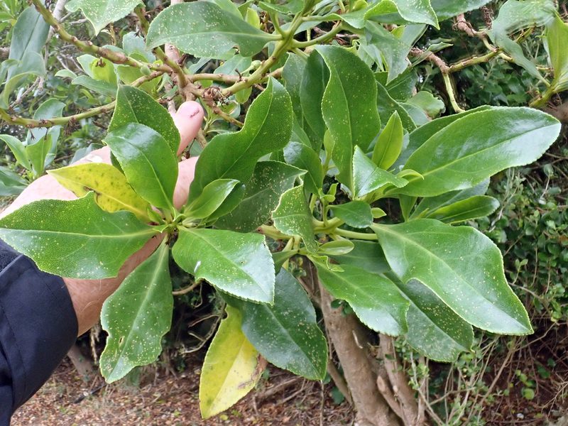 Myoporum semotum, photographed by Peter de Lange