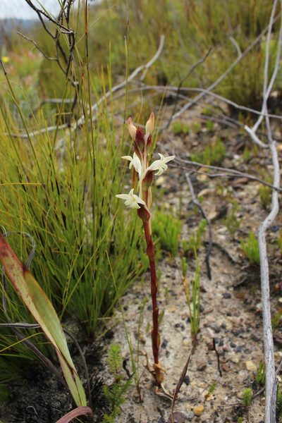 Satyrium stenopetalum, photographed by Corne Brink