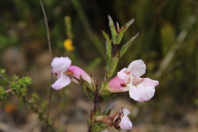 Graderia scabra, photographed by Corne Brink