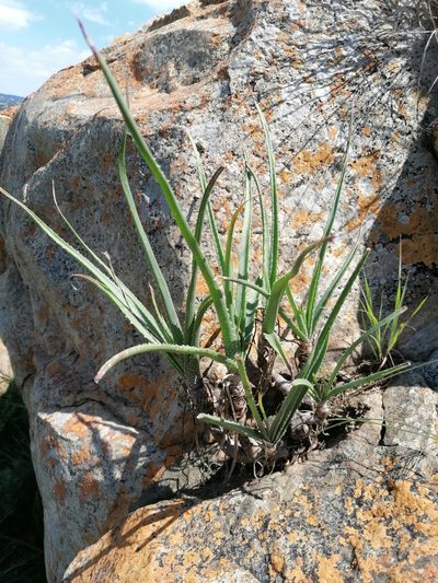 Aloe verecunda, photographed by Andrew Hankey