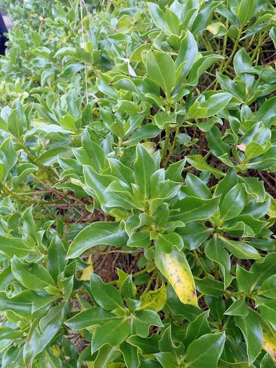 Myoporum semotum, photographed by Peter de Lange