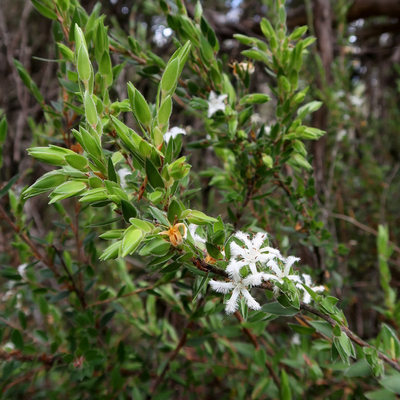 Pentachondra involucrata, photographed by Cowirrie