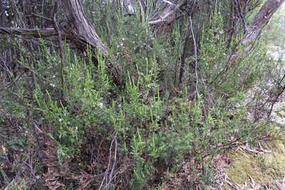 Pentachondra involucrata, photographed by Cowirrie