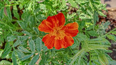 Tagetes patula, photographed by Julien Lepage