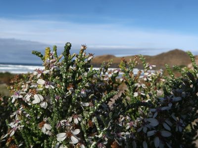 Olearia lepidophylla, photographed by Cowirrie