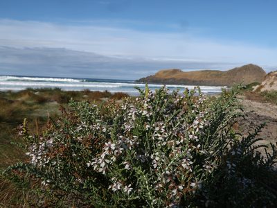 Olearia lepidophylla, photographed by Cowirrie