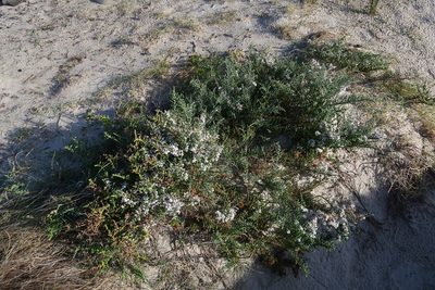 Olearia lepidophylla, photographed by Cowirrie