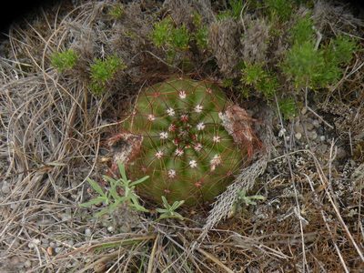 Parodia ottonis, photographed by Francisco Liguori