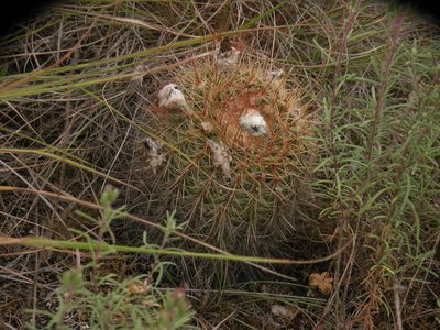 Parodia scopa, photographed by Francisco Liguori