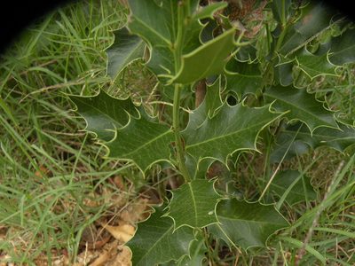 Maytenus ilicifolia, photographed by Francisco Liguori