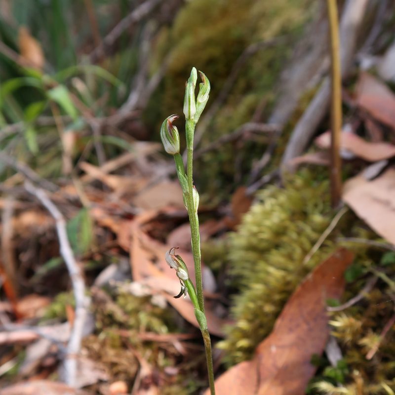 Pterostylis atriola, photographed by Cowirrie