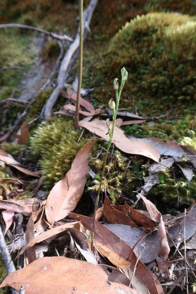 Pterostylis atriola, photographed by Cowirrie