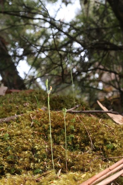 Pterostylis atriola, photographed by Cowirrie