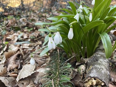 Galanthus woronowii, photographed by antrum