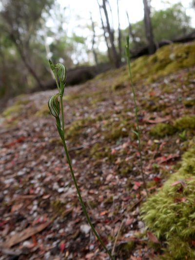 Pterostylis atriola, photographed by Cowirrie