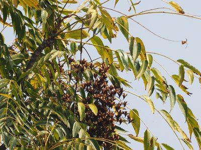 Toona sinensis, photographed by 葉子