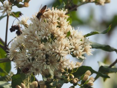 Gymnanthemum amygdalinum, photographed by 葉子
