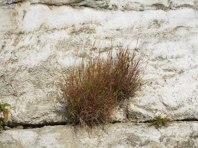 Pogonatherum crinitum, photographed by 葉子