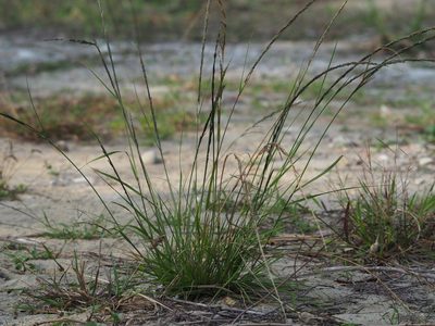 Sporobolus indicus, photographed by 葉子
