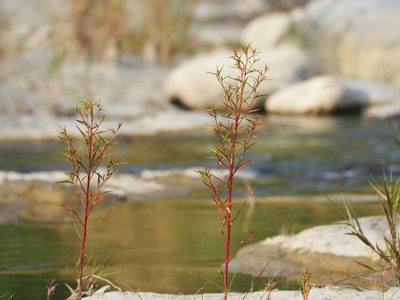Ludwigia erecta, photographed by 葉子