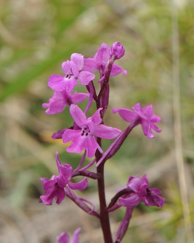 Orchis quadripunctata, photographed by Todd Boland