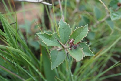 Scolopia zeyheri, photographed by Andrew Hankey