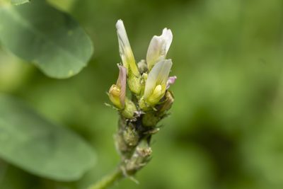 Astragalus boeticus, photographed by Eleftherios Katsillis