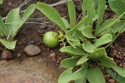 Bridsonia chamaedendrum, photographed by Andrew Hankey