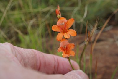 Tritonia nelsonii, photographed by Andrew Hankey