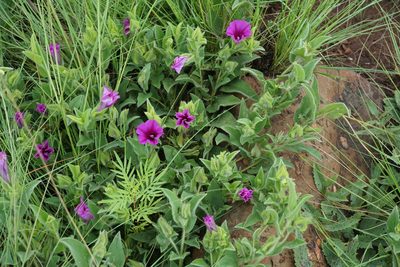 Ipomoea crassipes, photographed by Andrew Hankey