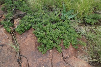 Searsia rigida, photographed by Andrew Hankey