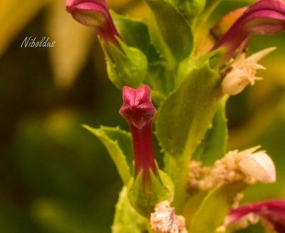 Lobelia polyphylla, photographed by Nicolás Villaseca Merino
