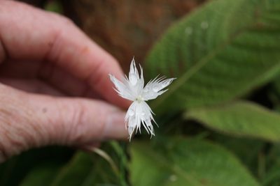 Dianthus mooiensis, photographed by Andrew Hankey