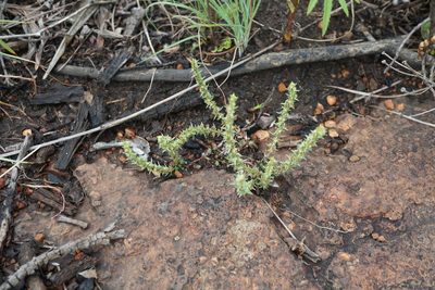 Crassula schimperi, photographed by Andrew Hankey
