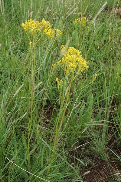 Senecio inornatus, photographed by Andrew Hankey